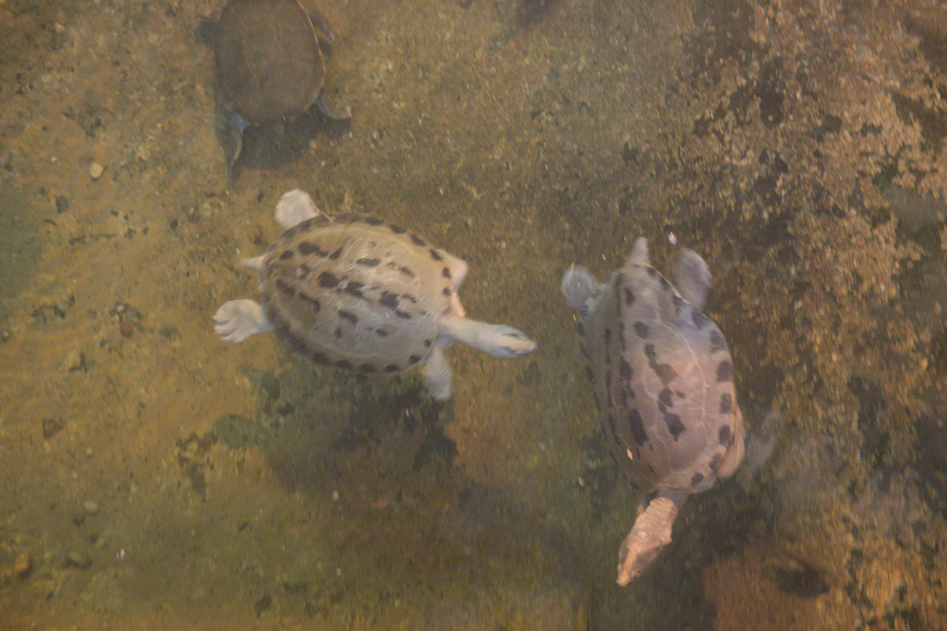 2025/10/12 - zoo/DSC_0134.jpg